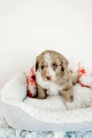 Val, a female Aussiedoodle for sale in Lewis, IN – Photo 5 of 7
