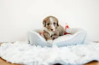 Val, a female Aussiedoodle for sale in Lewis, IN – Photo 1 of 7
