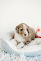 Val, a female Aussiedoodle for sale in Lewis, IN – Photo 3 of 7