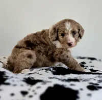 Val, a female Aussiedoodle for sale in Lewis, IN – Photo 7 of 7