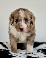 Val, a female Aussiedoodle for sale in Lewis, IN – Photo 6 of 7