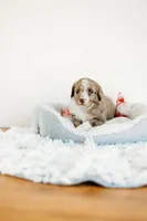 Val, a female Aussiedoodle for sale in Lewis, IN – Photo 2 of 7