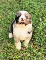 Rolo, a male Aussiedoodle and Poodle - Multi-Colored Standard for sale in Lewis, IN – 7 of 10