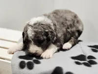 Holly, a female Aussiedoodle and Poodle - Standard  for sale in Lewis, IN – Photo 4 of 10