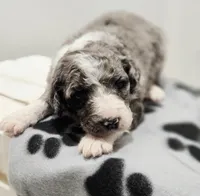 Holly, a female Aussiedoodle and Poodle - Standard  for sale in Lewis, IN – Photo 8 of 10