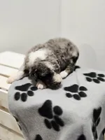 Holly, a female Aussiedoodle and Poodle - Standard  for sale in Lewis, IN – Photo 9 of 10