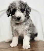 Holly, a female Aussiedoodle and Poodle - Standard  for sale in Lewis, IN – Photo 10 of 10