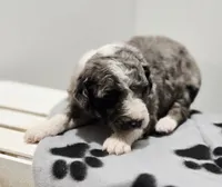 Holly, a female Aussiedoodle and Poodle - Standard  for sale in Lewis, IN – Photo 2 of 10