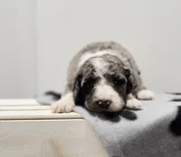 Holly, a female Aussiedoodle and Poodle - Standard  for sale in Lewis, IN – Photo 1 of 10