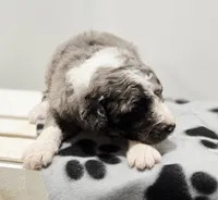 Holly, a female Aussiedoodle and Poodle - Standard  for sale in Lewis, IN – Photo 7 of 10