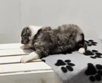 Holly, a female Aussiedoodle and Poodle - Standard  for sale in Lewis, IN – Photo 6 of 10