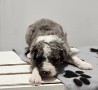 Holly, a female Aussiedoodle and Poodle - Standard  for sale in Lewis, IN – Photo 3 of 10