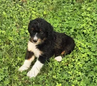 Snickers , a male Aussiedoodle and Poodle - Multi-Colored Standard for sale in Lewis, IN – 10 of 10