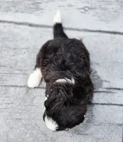 Dove, a female Aussiedoodle and Poodle - Multi-Colored Standard for sale in Lewis, IN – 8 of 9