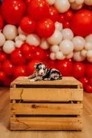 America, a female Miniature Australian Shepherd and Miniature American Shepherd for sale in Lewis, IN – 1 of 7