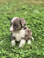 Sweetart, a female Aussiedoodle and Poodle - Multi-Colored Standard for sale in Lewis, IN – 9 of 10