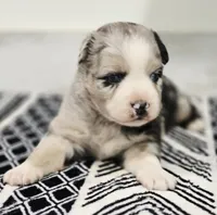 Lexy, a female Miniature Australian Shepherd for sale in Lewis, IN – 8 of 8