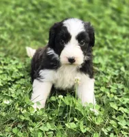 Dove, a female Aussiedoodle and Poodle - Multi-Colored Standard for sale in Lewis, IN – 5 of 9