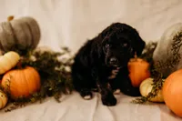 Boo, a male Aussiedoodle and Poodle - Multi-Colored Standard for sale in Lewis, IN – 5 of 5