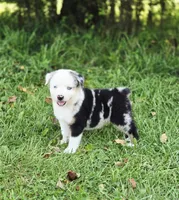 Freedom , a male Miniature Australian Shepherd and Miniature American Shepherd for sale in Lewis, IN – 4 of 10