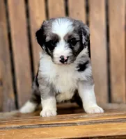 Rolo, a male Aussiedoodle and Poodle - Multi-Colored Standard for sale in Lewis, IN – 8 of 10