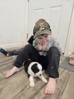 Bodie, a male Australian Shepherd for sale in Lewis, IN – Photo 5 of 5