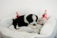 Bodie, a male Australian Shepherd for sale in Lewis, IN – Photo 3 of 5