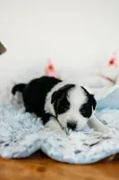 Bodie, a male Australian Shepherd for sale in Lewis, IN – Photo 1 of 5