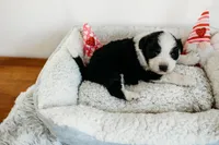 Bodie, a male Australian Shepherd for sale in Lewis, IN – Photo 4 of 5