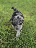 Star, a female Aussiedoodle for sale in Lewis, IN – 3 of 3
