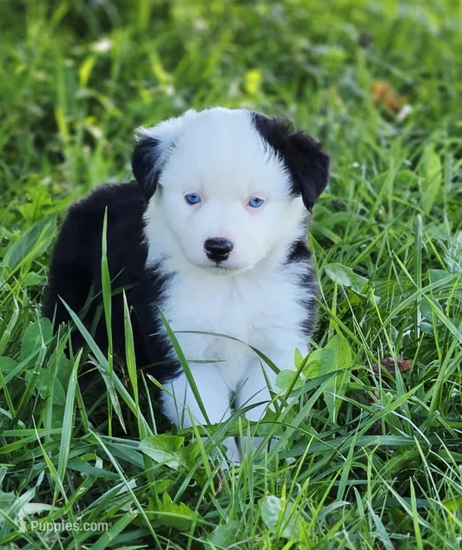 Justice  – Miniature Australian Shepherd, Miniature American Shepherd puppy for sale in Lewis, IN