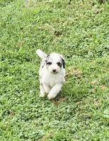 Moon, a female Aussiedoodle for sale in Lewis, IN – 2 of 2