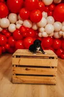 Firecracker , a male Miniature Australian Shepherd and Miniature American Shepherd for sale in Lewis, IN – 2 of 4
