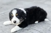 Jack, a male Australian Shepherd and Miniature Australian Shepherd for sale in Lewis, IN – 5 of 9