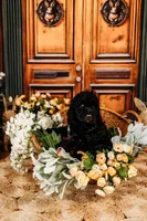 Milky Way, a male Aussiedoodle for sale in Lewis, IN – Photo 6 of 10