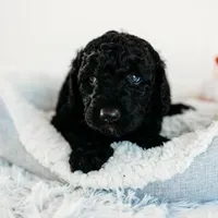 Milky Way, a male Aussiedoodle for sale in Lewis, IN – Photo 9 of 10
