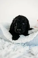 Milky Way, a male Aussiedoodle for sale in Lewis, IN – Photo 1 of 4