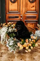 Milky Way, a male Aussiedoodle for sale in Lewis, IN – Photo 5 of 10