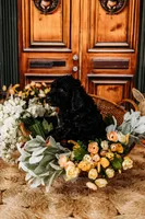 Milky Way, a male Aussiedoodle for sale in Lewis, IN – Photo 4 of 10