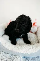 Milky Way, a male Aussiedoodle for sale in Lewis, IN – Photo 3 of 4