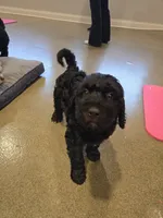 Milky Way, a male Aussiedoodle for sale in Lewis, IN – Photo 8 of 10
