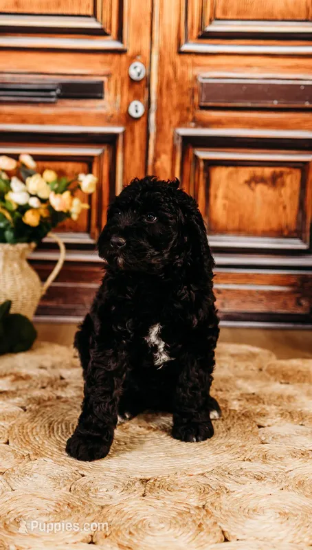 Milky Way – Aussiedoodle puppy on hold in Lewis, IN