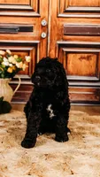 Milky Way, a male Aussiedoodle for sale in Lewis, IN – Photo 1 of 10