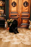 Milky Way, a male Aussiedoodle for sale in Lewis, IN – Photo 2 of 10