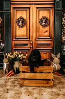 Milky Way, a male Aussiedoodle for sale in Lewis, IN – Photo 3 of 10