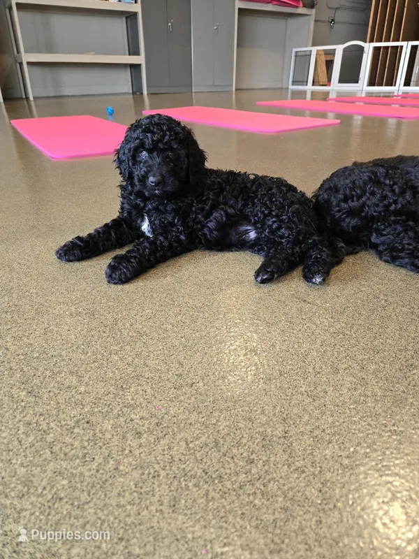 Milky Way – Aussiedoodle puppy for sale in Lewis, IN