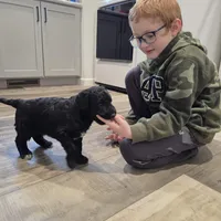 Milky Way, a male Aussiedoodle for sale in Lewis, IN – Photo 10 of 10