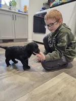 Milky Way, a male Aussiedoodle for sale in Lewis, IN – Photo 4 of 4