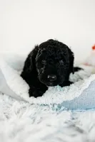 Milky Way, a male Aussiedoodle for sale in Lewis, IN – Photo 2 of 4