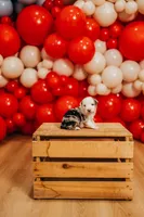 Freedom , a male Miniature Australian Shepherd and Miniature American Shepherd for sale in Lewis, IN – 4 of 9
